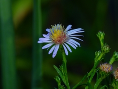 Symphyotrichum lentum