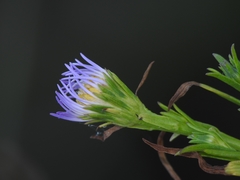 Symphyotrichum lentum
