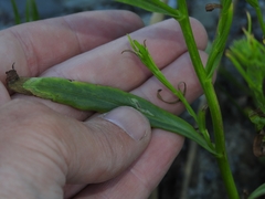 Symphyotrichum lentum