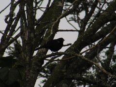 Diglossa lafresnayii