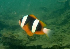 Madagascar Anemonefish photo 3