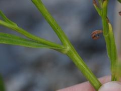 Symphyotrichum lentum