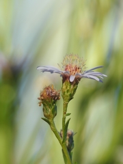 Symphyotrichum lentum