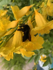 Xylocopa
