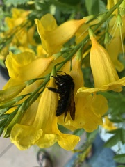 Xylocopa