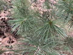 Pinus strobiformis