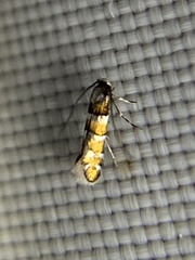 Chrysaster ostensackenella