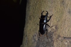 Dorcus hopei hopei