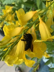 Xylocopa