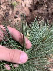 Pinus strobiformis