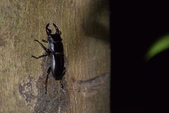 Dorcus hopei hopei