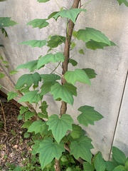 Dioscorea nipponica