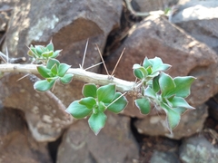 Pereskiopsis diguetii
