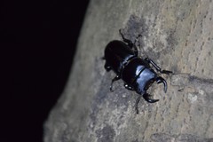 Dorcus hopei hopei