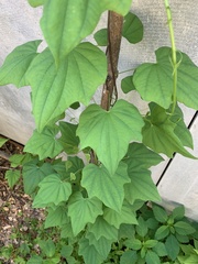 Dioscorea nipponica