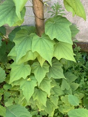 Dioscorea nipponica