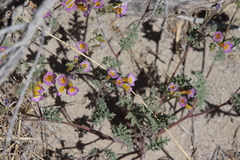 Phacelia bicolor
