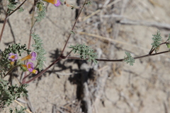 Phacelia bicolor