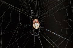 Araneus ejusmodi