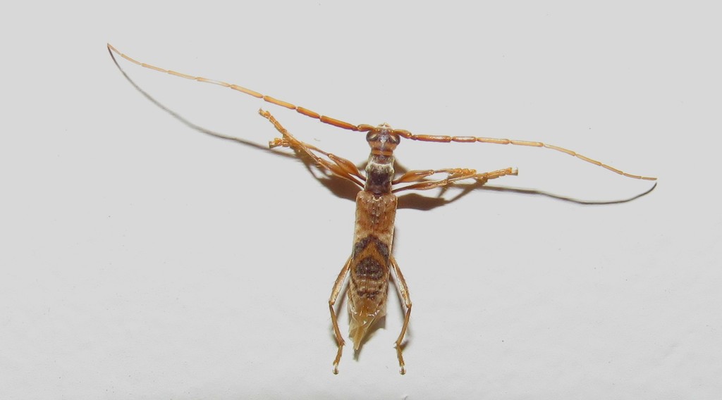 Compsibidion