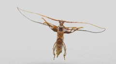 Compsibidion vanum
