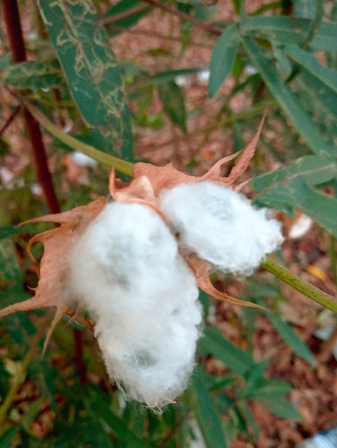 Algodón (Gossypium hirsutum)