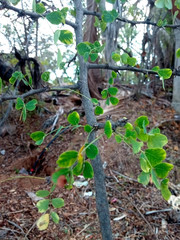 Haematoxylum brasiletto