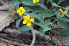Viola purpurea