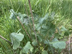 Sidalcea neomexicana