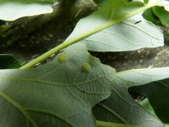 Callirhytis quercusfutilis