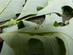 Callirhytis quercusfutilis