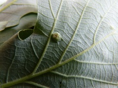 Callirhytis quercusfutilis