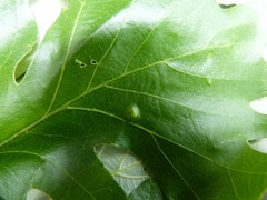 Callirhytis quercusfutilis