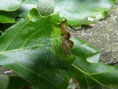 Ascomycota