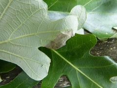 Ascomycota