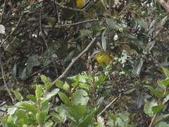 Thlypopsis superciliaris
