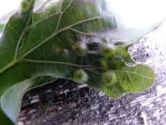 Callirhytis quercusfutilis