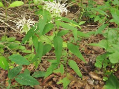Monarda stipitatoglandulosa