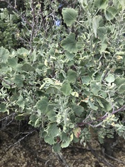 Chenopodium oahuense