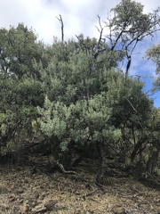 Chenopodium oahuense