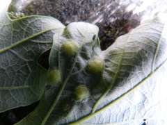 Callirhytis quercusfutilis
