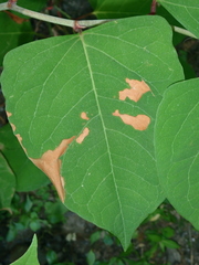 Mycosphaerella polygoni-cuspidati