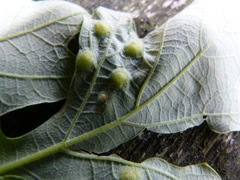 Callirhytis quercusfutilis