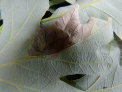 Ascomycota