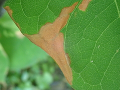 Mycosphaerella polygoni-cuspidati