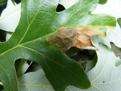 Ascomycota