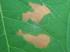 Mycosphaerella polygoni-cuspidati