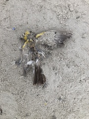 Cardellina canadensis