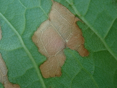 Mycosphaerella polygoni-cuspidati