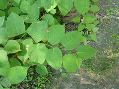 Mycosphaerella polygoni-cuspidati